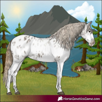 Horse Color:White Spotted Smoky Grullo Appaloosa 