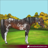 Horse Color:White Spotted Bay Tobiano