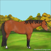 Horse Color:Bay Sabino Rabicano and Bay Sabino Rabicano