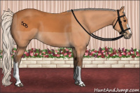 Horse Color:Silver Bay 