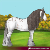 Horse Color:Brown Splash Appaloosa 