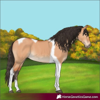 Horse Color:Bay Dun Tobiano