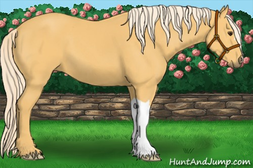 Horse Color:Palomino