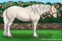 Horse Color:Gold Cream Champagne Pearl 