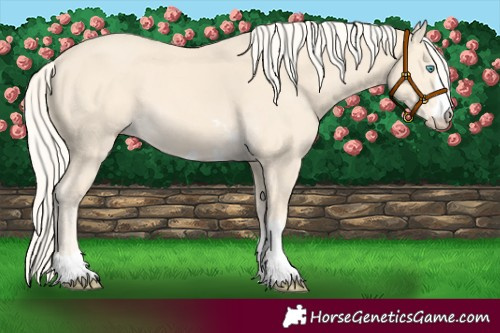 Horse Color:Cremello 
