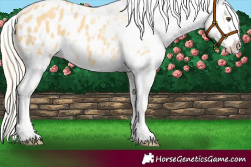 Horse Color:Palomino Dun Appaloosa 