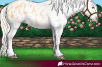 Horse Color:Palomino Dun Appaloosa 