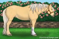 Horse Color:Palomino 