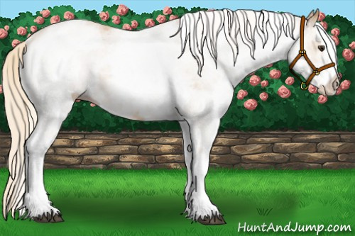 Horse Color:White Spotted Palomino