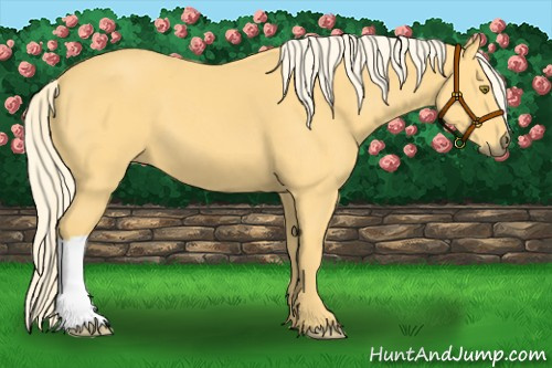 Horse Color:Palomino 