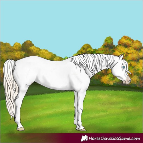 Horse Color:Smoky Creme Dun Tobiano Appaloosa 
