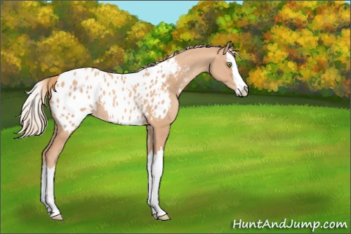 Horse Color:Gold Champagne Splash Appaloosa 