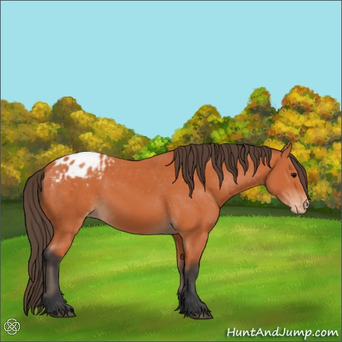 Horse Color:Bay Appaloosa 