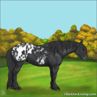Horse Color:Black Appaloosa 