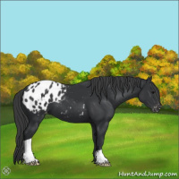 Horse Color:Black Appaloosa 