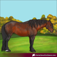 Horse Color:Brown 