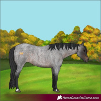 Horse Color:Brown Roan