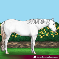 Horse Color:Chestnut Appaloosa 