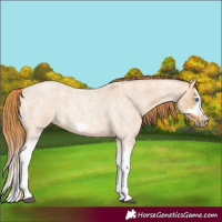 Horse Color:Red Dun Roan Splash Frame Rabicano 