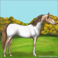 Horse Color:Black Pearl Appaloosa