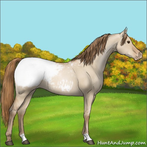 Horse Color:Grullo Pearl Appaloosa 