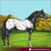 Horse Color:Black Appaloosa