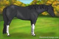 Horse Color:Black 