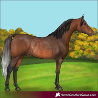 Horse Color:Bay Rabicano 