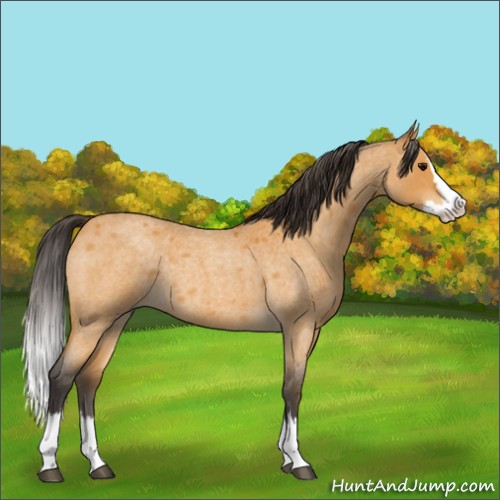 Horse Color:Buckskin Roan Splash Rabicano 