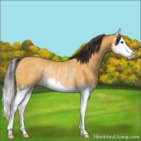 Horse Color:Buckskin Splash Rabicano 
