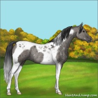 Horse Color:Grullo Tobiano Rabicano Brindle 