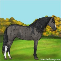 Horse Color:Grullo Brindle 