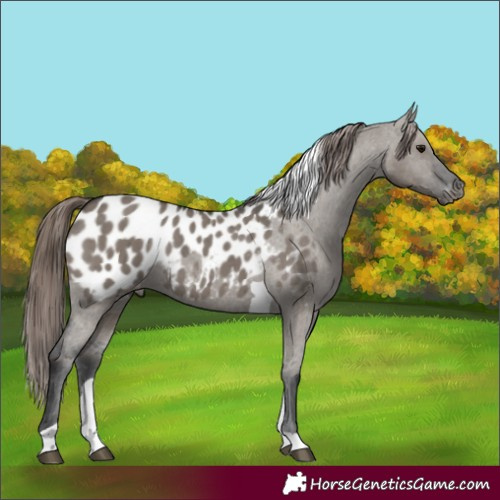 Horse Color:Grullo Tobiano Appaloosa Brindle 