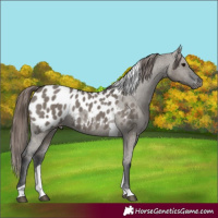 Horse Color:Grullo Tobiano Appaloosa Brindle 