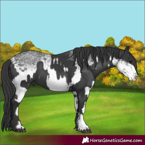 Horse Color:Black  and White Spotted Black 