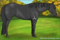 Horse Color:Smoky Black 