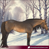 Horse Color:Buckskin 