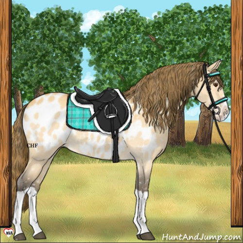 Horse Color:Buckskin Dun Splash Appaloosa