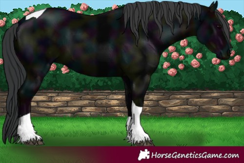 Horse Color:Midnight Black Tobiano 