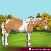 Horse Color:Palomino Sabino Tobiano