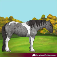 Horse Color:Smoky Blue Roan Tobiano