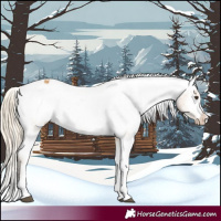 Horse Color:Palomino Appaloosa Rabicano 