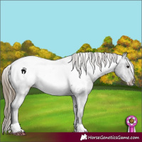 Horse Color:Smoky Black Appaloosa 