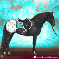 Horse Color:Black Appaloosa 