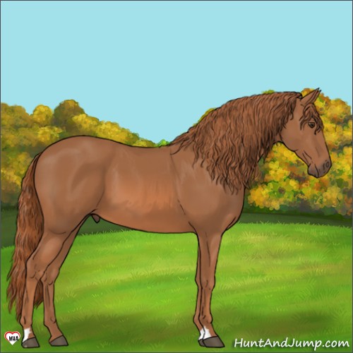 Horse Color:Chestnut 