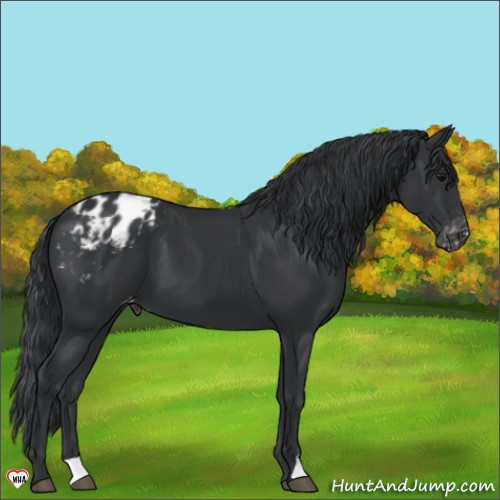 Horse Color:Black Appaloosa 