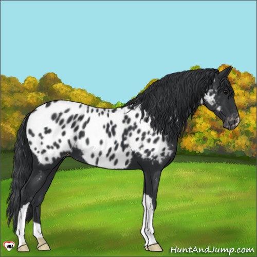 Horse Color:Black Appaloosa 
