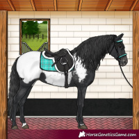 Horse Color:Black Appaloosa