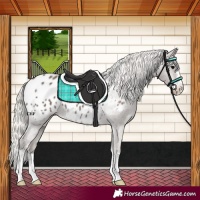 Horse Color:Silver Black Appaloosa 
