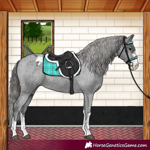 Horse Color:Black Appaloosa 